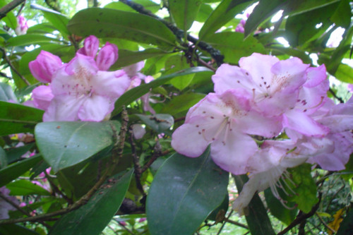 Rhododendron Mrs Charles E Pearson from Heasleands Garden Nursery Sussex UK