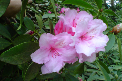 Rhododendron Pink Pearl  from Heasleands Garden Nursery Sussex UK
